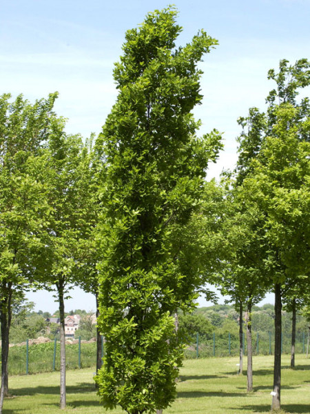 Quercus robur &#039;Fastigiata Koster&#039;, Säuleneiche - Hochstamm