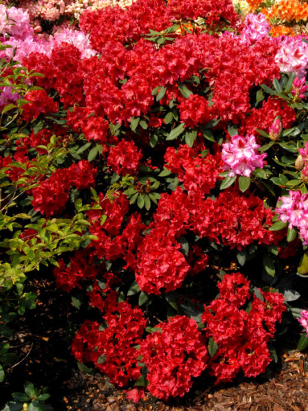 Rhododendron &#039;Rabatz&#039;