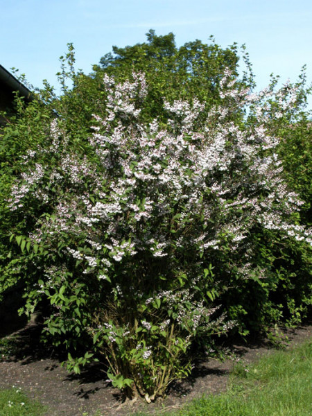 Deutza scabra Plena Rosa