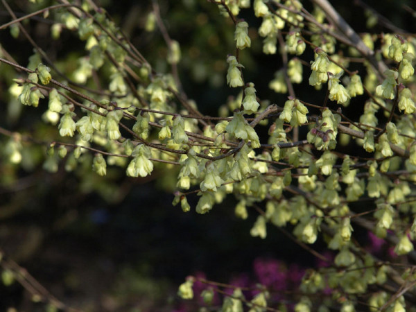 Corylopsis spicata, Ährige Scheinhasel