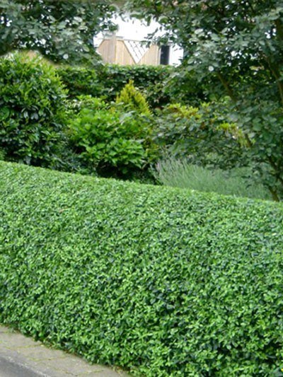 Ligustrum vulgare Atrovirens mit Formschnitt