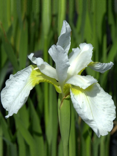 Iris sibirica &#039;White Swirl&#039;, Wiesen-Iris, Wiesen-Schwertlilie