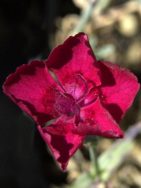 Dianthus gratianopolitanus (syn. caesius) &#039;Rubin&#039;, rote Pfingstnelke, Grenobler Nelke, Felsennelke