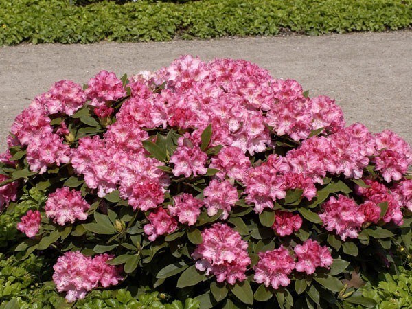 Rhododendron &#039;Tina Heinje&#039;