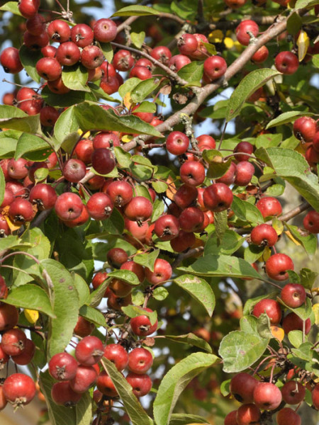 Malus Evereste, Zierapfel - Hochstamm