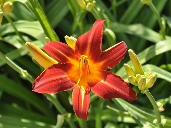 Hemerocallis Hybride 'Shining Plumage', Taglilie