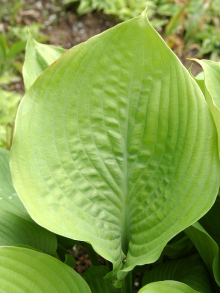 Hosta x cultorum &#039;Sum and Substance&#039;, Große Garten-Funkie, Herzblatt-Lilie