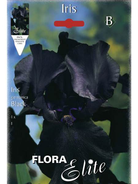 Schwertlilie &#039;Black&#039;, Iris germanica (Art.Nr. 521548)