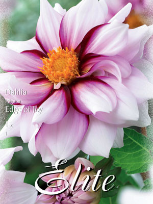 Mignon-Dahlie &#039;Edge of Joy&#039;, Dahlia (Art.Nr. 520558)