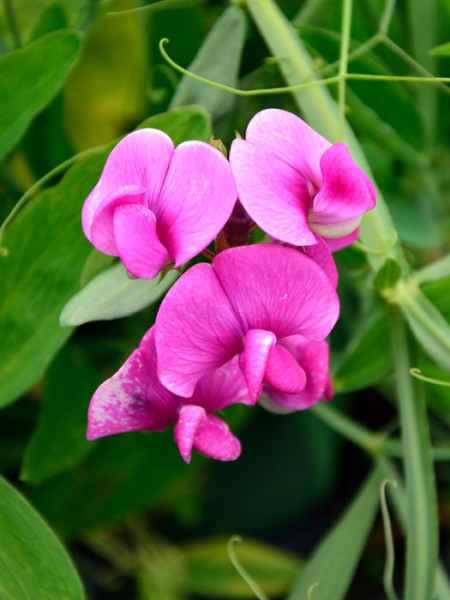 Lathyrus latifolius 'Rosa Perle', Platterbse, Staudenwicke