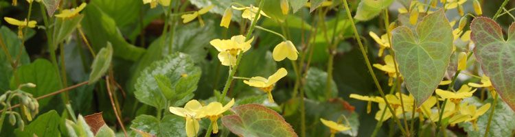 Epimedium-elfenblume