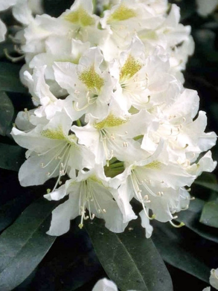 Rhododendron &#039;Cunningham&#039;s White&#039; INKARHO®