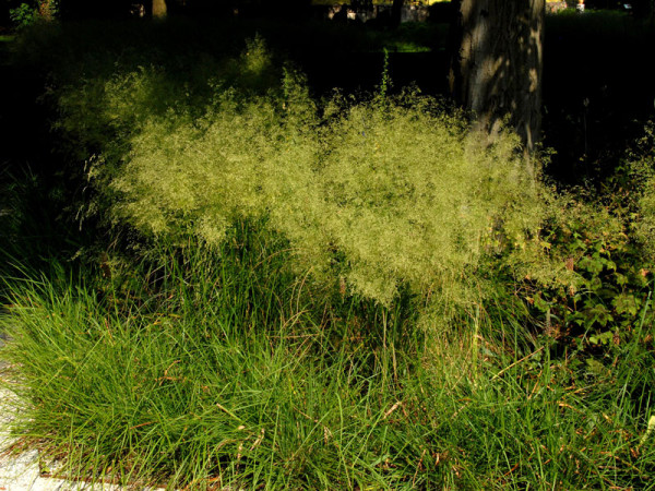 Deschampsia cespitosa &#039;Bronzeschleier&#039;, Garten-Schmiele