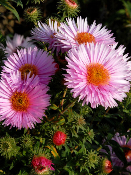 Aster novae-angliae &#039;Rosa Sieger&#039; (M), Raublatt-Aster