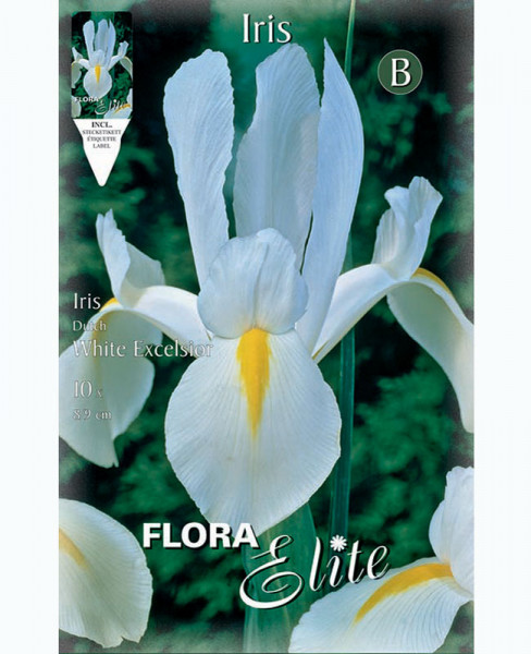 Holländische Iris &#039;White Excelsior&#039;, Iris hollandica (Art.Nr. 5969110)