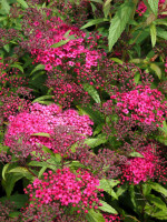 Spiraea bumalda 'Anthony Waterer', Rosenspiere