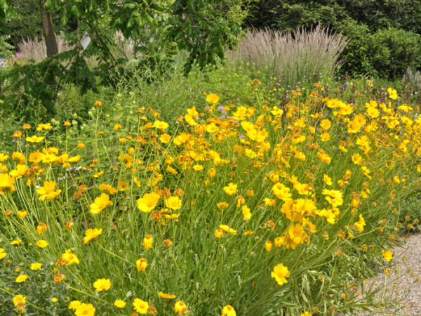 Coreopsis grandiflora &#039;Schnittgold&#039;, Großblumiges Mädchenauge