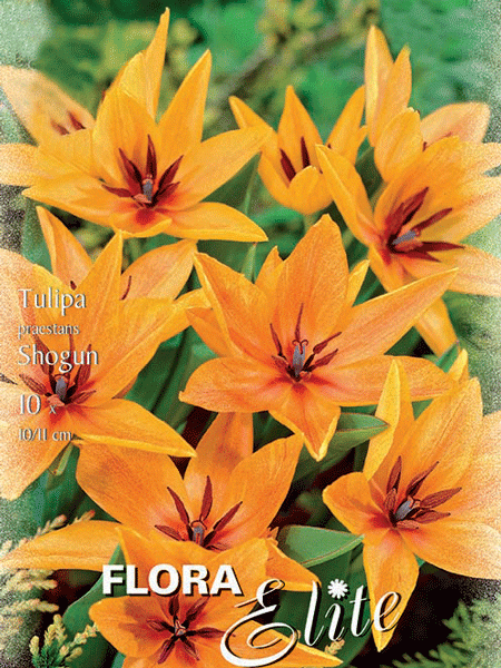 Botanische Tulpe 'Shogun' (Art.Nr. 595672)