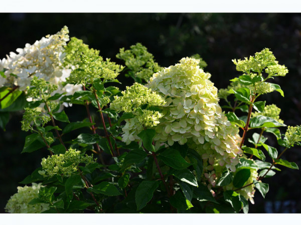 Hydrangea paniculata &#039;Little Lime&#039;®, Zwerg-Rispen-Hortensie