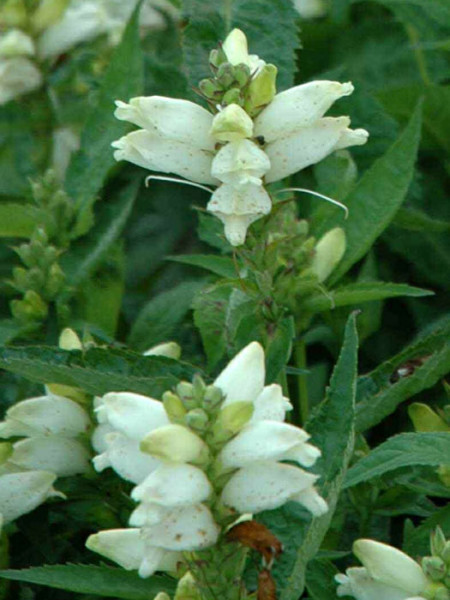 Chelone obliqua &#039;Alba&#039;, weißer Schlangenkopf, Schildblume