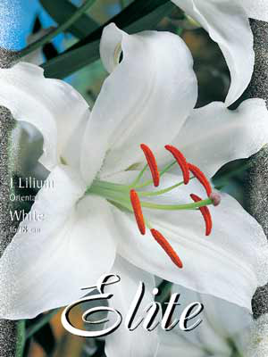 Orientalische Lilien-Hybride &#039;White&#039;, Lilium (Art.Nr. 5217305)
