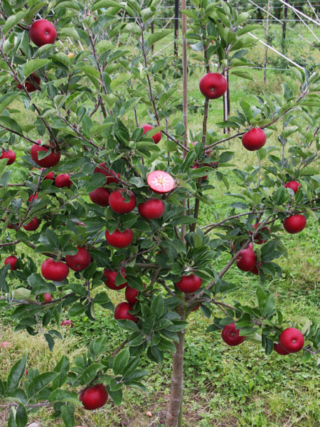 Apfel Rosette am Baum