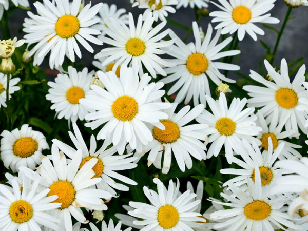 Leucanthemum x superbum &#039;Silberprinzesschen&#039;, Niedrige Sommer-Margerite