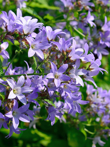 Campanula lactiflora &#039;Prichard&#039;, Große Doldenglockenblume, Gartenglockenblume