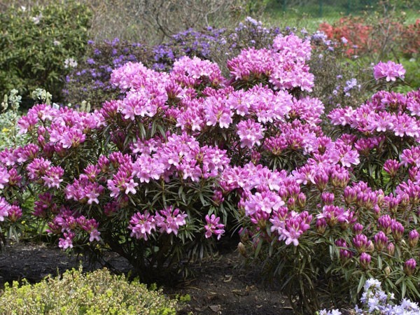 Rhododendron ponticum &#039;Graziella&#039;