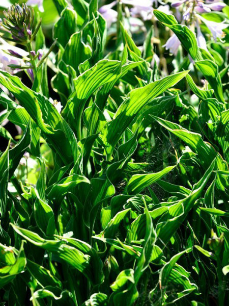 Hosta x fortunei &#039;Praying Hands&#039;, Garten-Funkie, schmalblättrige Funkie, Herzblatt-Lilie