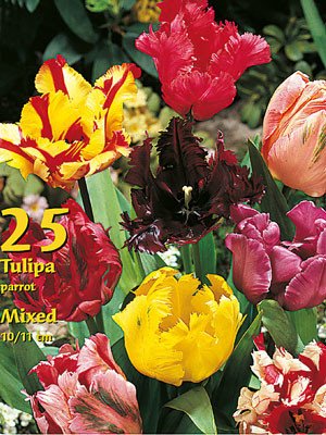 Papagei-Tulpen-Prachtmischung (Großpackung) (Art.Nr. 597694)