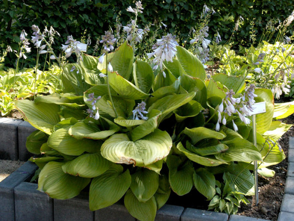 Hosta x cultorum &#039;Sum and Substance&#039;, Große Garten-Funkie, Herzblatt-Lilie