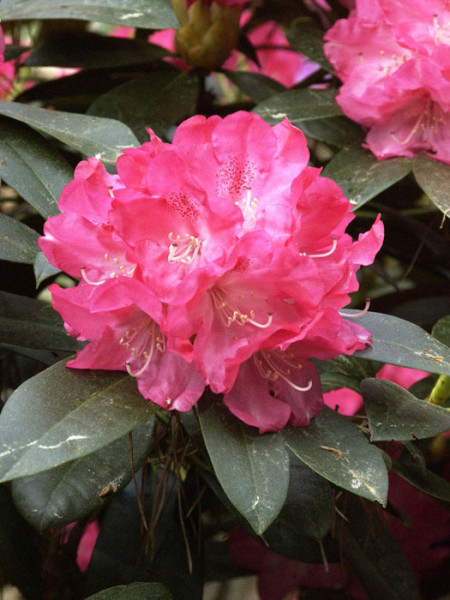 Rhododendron yakushimanum &#039;Anuschka&#039;