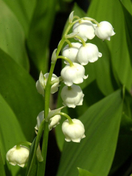 Zierlicher, weißer Blütenstand des Maiglöckchens