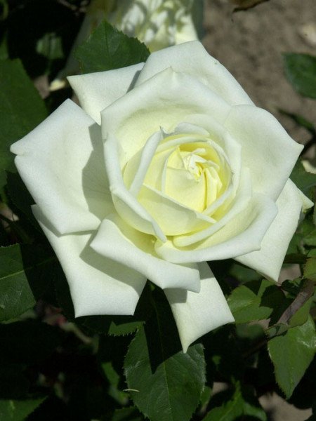 Rose Polarstern ® - Tantau