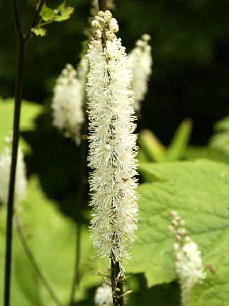 Actaea racemosa var. cordifolia, Silberkerze, Julisilberkerze, Lanzensilberkerze