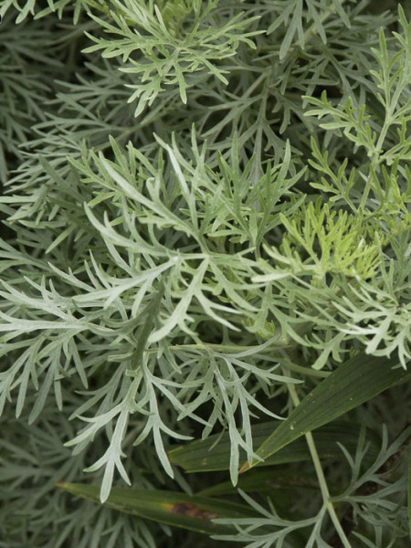 Artemisia arborescens &#039;Powis Castle&#039;, Edelraute, halbstrauchiger Wermut