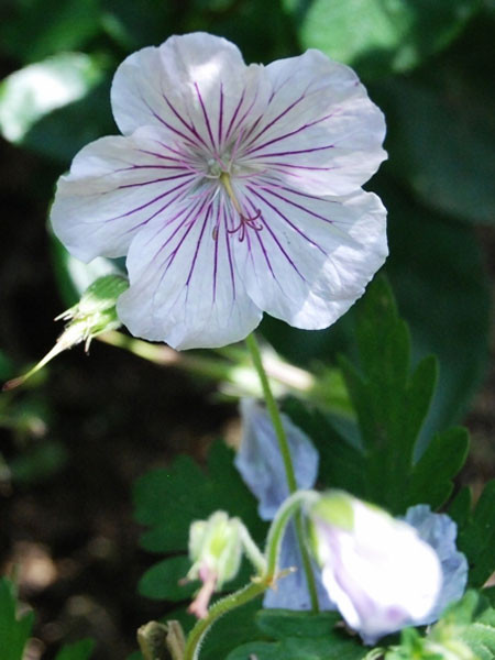 Geranium himalayense &#039;Derrick Cook&#039;, Himalaja-Storchschnabel, Wiesenstorchschnabel