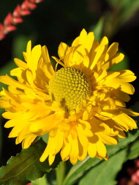 Helenium x cultorum &#039;Double Trouble&#039;, Garten-Sonnenbraut