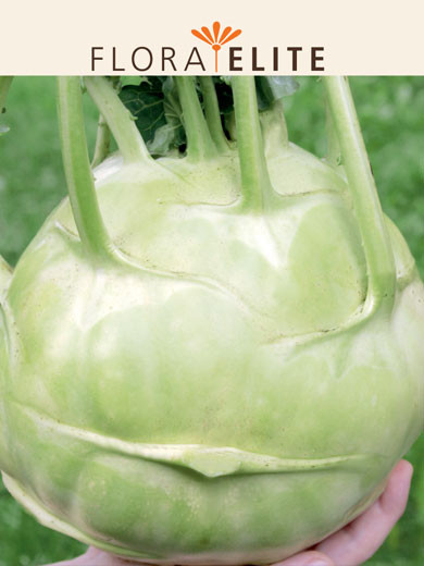 Kohlrabi 'Superschmelz' (Art.Nr. 21235)