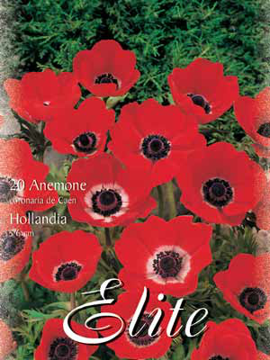 Anemone Coronaria Hollandia