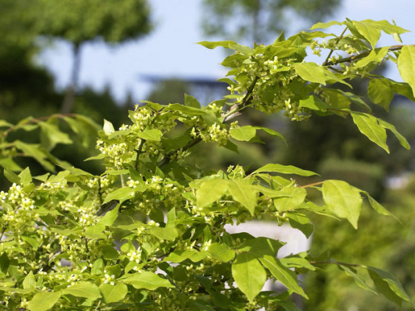 Laub des Strauchs während des Sommers