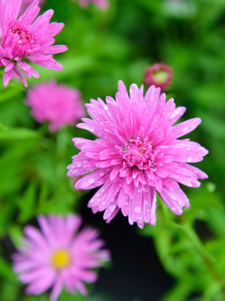 Aster novi-belgii &#039;Rosa Perle&#039;, Glattblatt-Aster