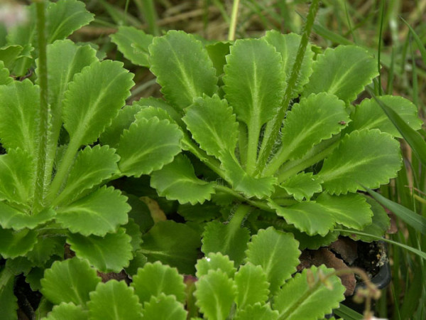Saxifraga x urbium (Syn. umbrosa), Porzellanblümchen