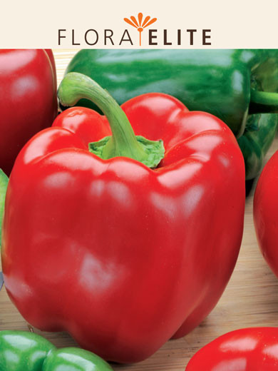 Paprika 'California Wonder' (Art.Nr. 21320)