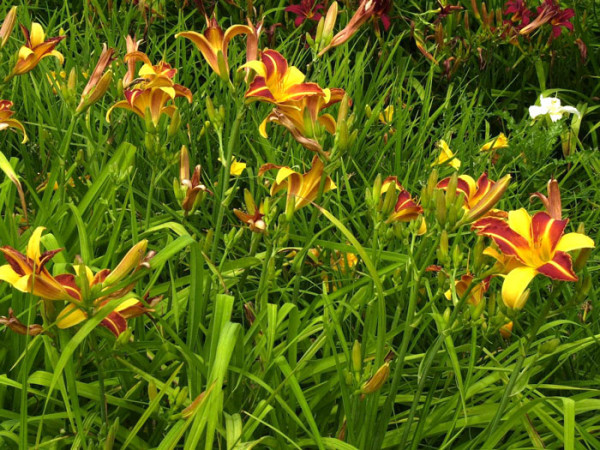 Hemerocallis x cultorum &#039;Frans Hals&#039;, Garten-Taglilie