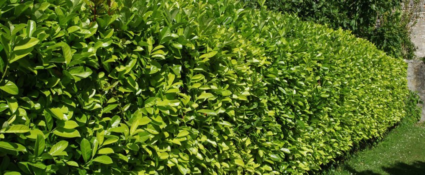 Kirschlorbeer Goris Gold ® Hecke Gartencenter Bartels, 9,90 €