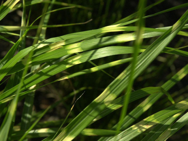 Miscanthus sinensis &#039;Zebrinus&#039;, Zebra-China-Schilf