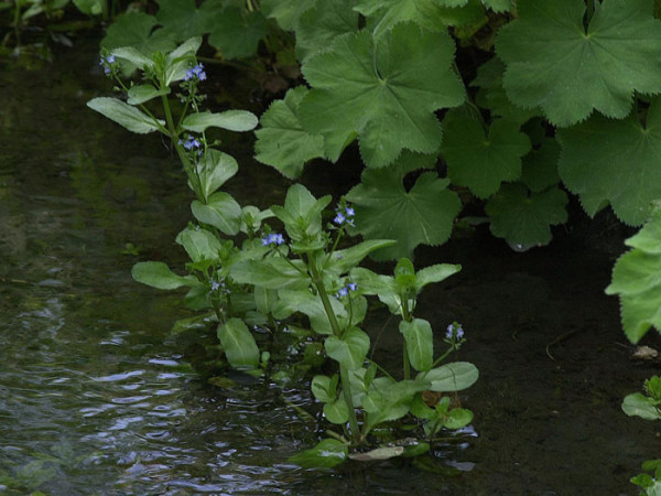 Veronica beccabunga, Bachbunge