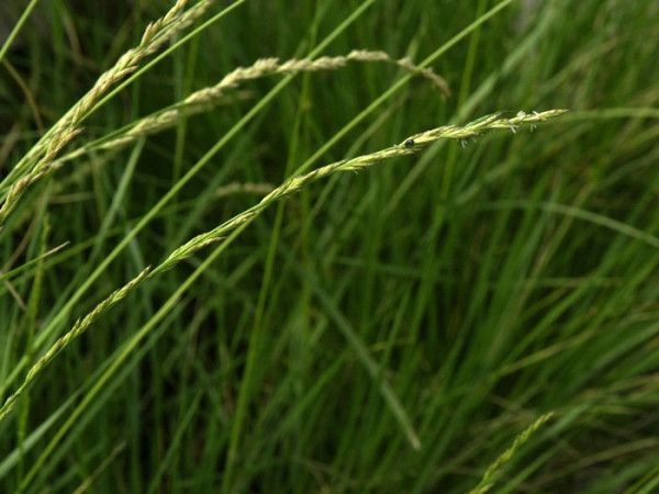 Festuca mairei, Atlas-Schwingel